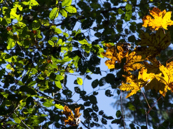 maple and sky