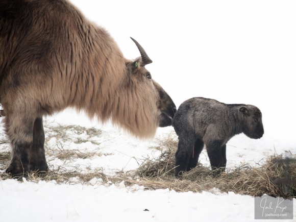 mother licking baby takin.jpg