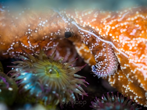 sea star and anemone 2