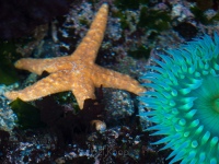 sea star and anemone clear
