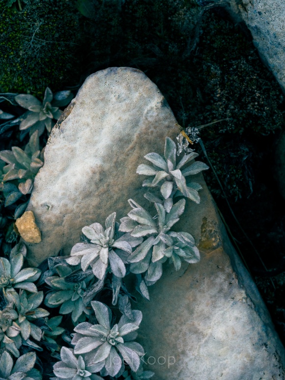 silver plant growing over rock in moss