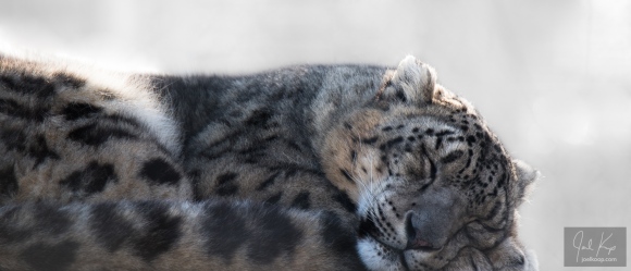 sleeping snow leopard.jpg