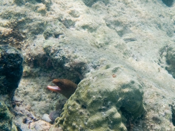 Eel