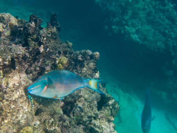 Parrotfish