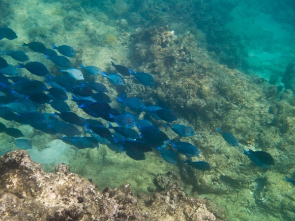 School of Blue Tang